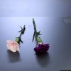 smile的头像