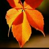 枫叶红了的头像