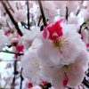 樱之花的头像