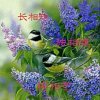 阳春白雪的头像