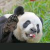 心所想的头像
