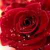 玫瑰的头像