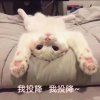 木墓的头像