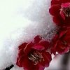 雪梅的头像