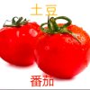番茄的头像