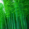 一缕阳光的头像