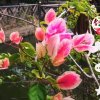 蒙面姐姐的头像