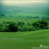 青杉依旧的头像