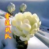 TSXL雪莲创始的头像