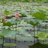 古枫(作词写诗唱歌)的头像