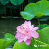 清正念净修的头像