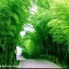 竹林笛声的头像