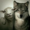 北方的狼的头像