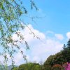蓝天飘絮弘毅的头像