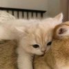 Charm姬@小亿的头像