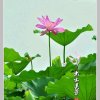永不放弃（拒币）的头像