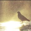 听雨的头像
