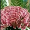 春天的阳光的头像