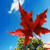 一片枫叶()的头像