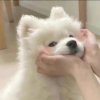 洛梨的头像