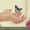 ╰☞全来福♡╮的头像