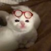 时贰⿻的头像
