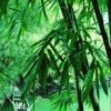 静心的头像
