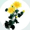 杭菊的头像