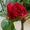 玫瑰的头像
