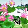  枉凝眉 的头像
