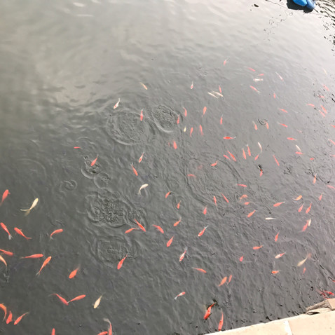 伤河(热度:126)由玖月飘落翻唱，原唱歌手李雨儿
