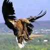 雄鹰展翅的头像