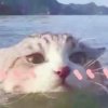 君予枳心的头像