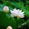 菩提•心似莲花的头像