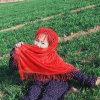 花落若相惜的头像