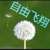  自由飞翔的头像