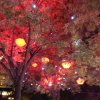 胖胖的头像