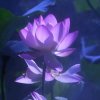 三月草的头像