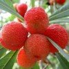杨梅的头像