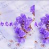 勿忘我的头像