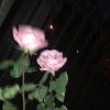花的头像
