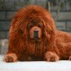 平平安安的头像