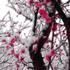 ^_^雨梅^_^的头像