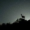夜猫的头像