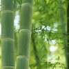 雨竹的头像