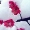 凌寒傲雪的头像