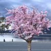 今晨的头像