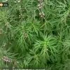 多年以后的头像