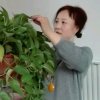 西西批发零售大枣枣干枸杞柠檬菊花茶的头像