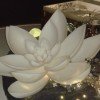 Lotus  Flower的头像